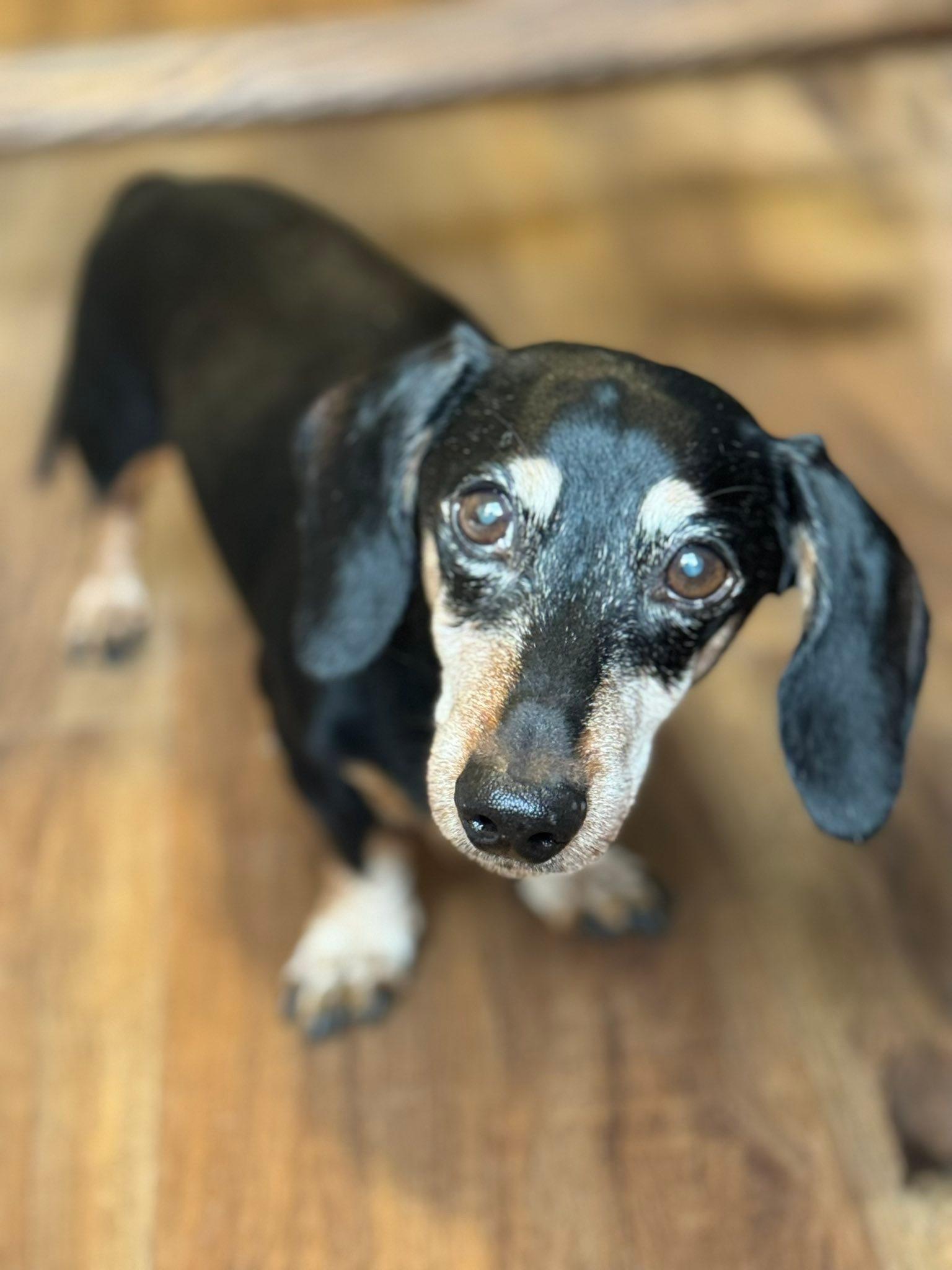 Dexter, a Adoptable Dachshund in Richmond, KY image 5/6