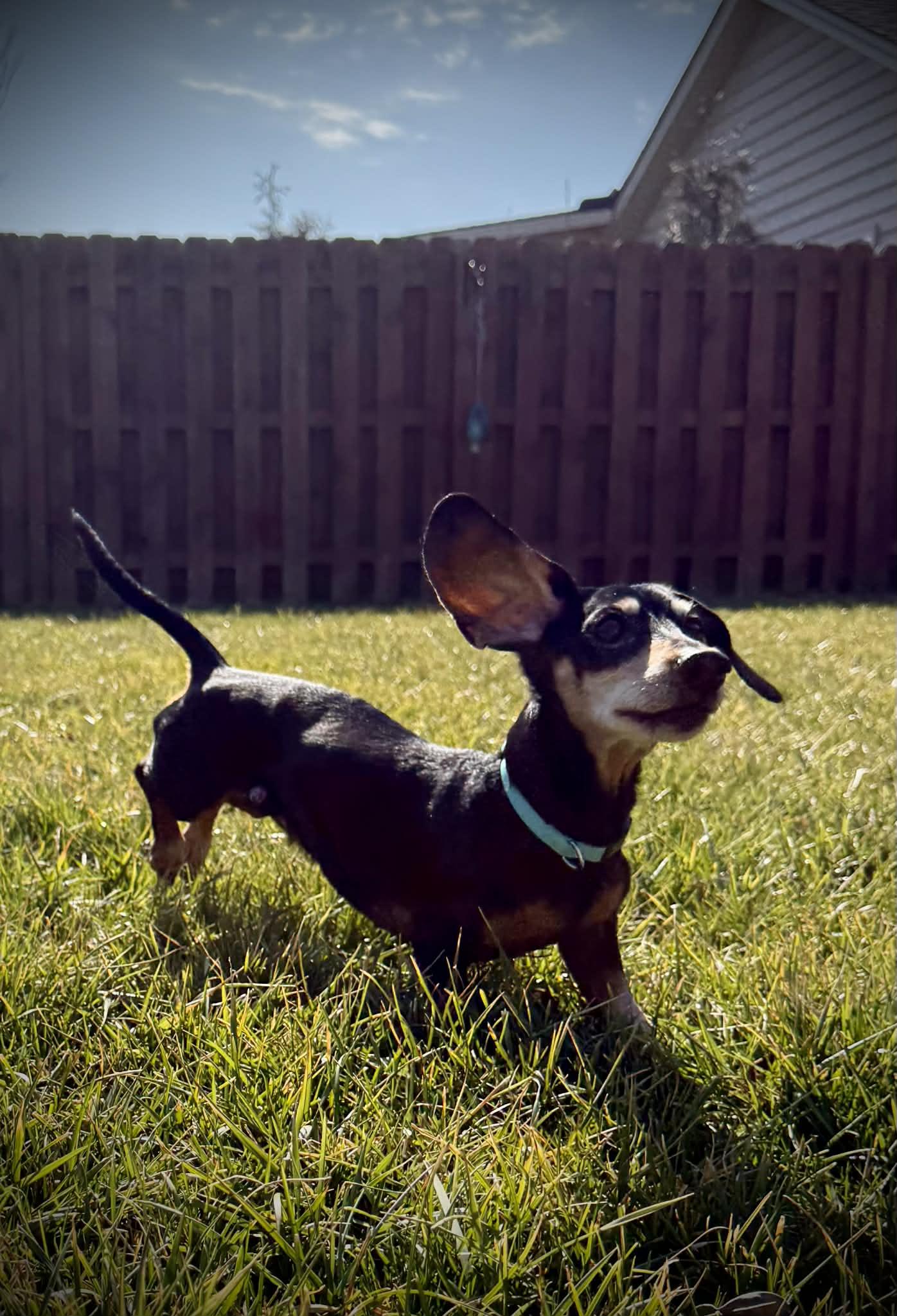 Enlarge Dexter, a Adoptable Dachshund in Richmond, KY image 6/6