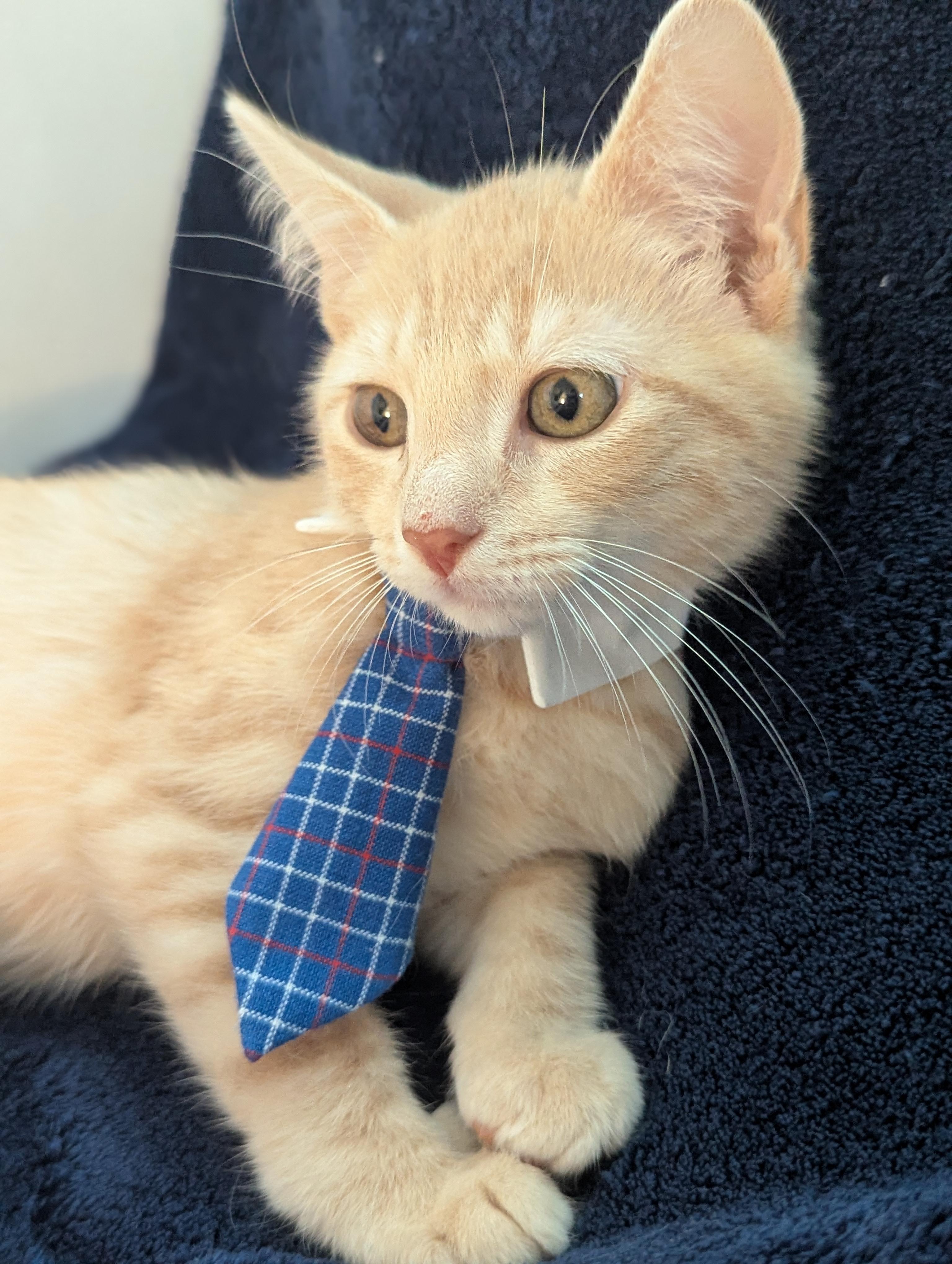 Enlarge Repete - Cream Male, a Adoptable Domestic Short Hair in Haddon Heights, NJ image 3/3