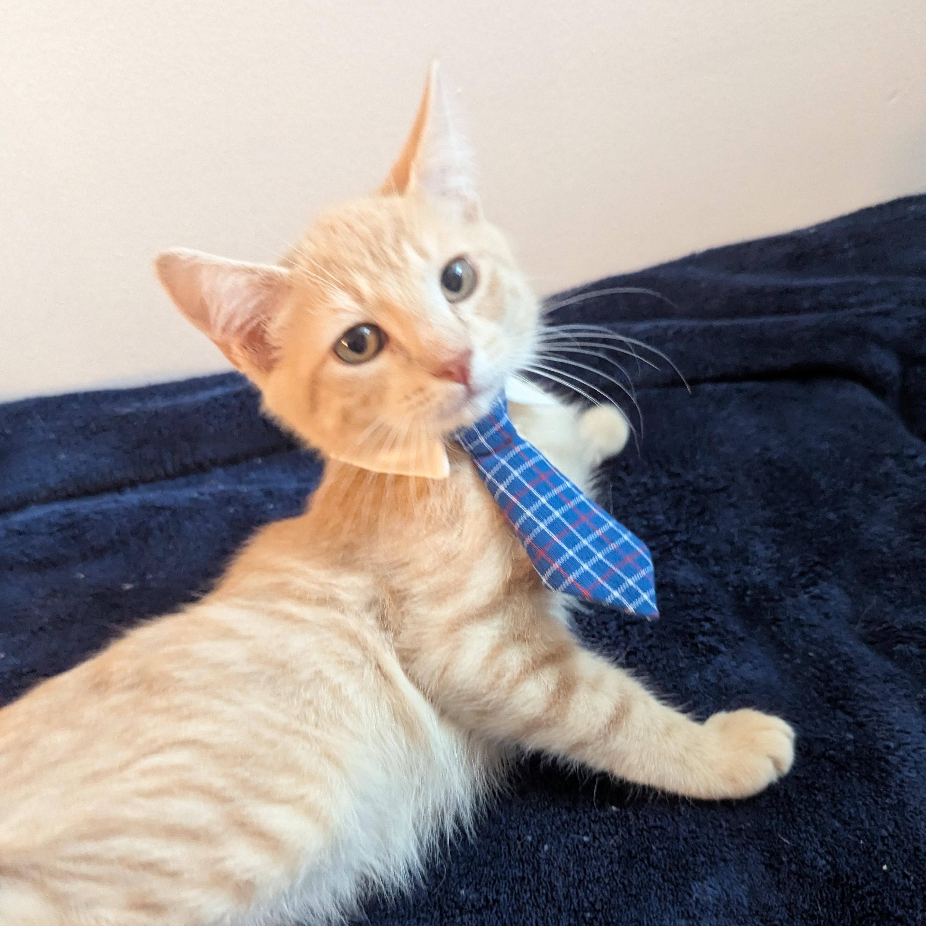 Enlarge Repete - Cream Male, a Adoptable Domestic Short Hair in Haddon Heights, NJ image 2/3