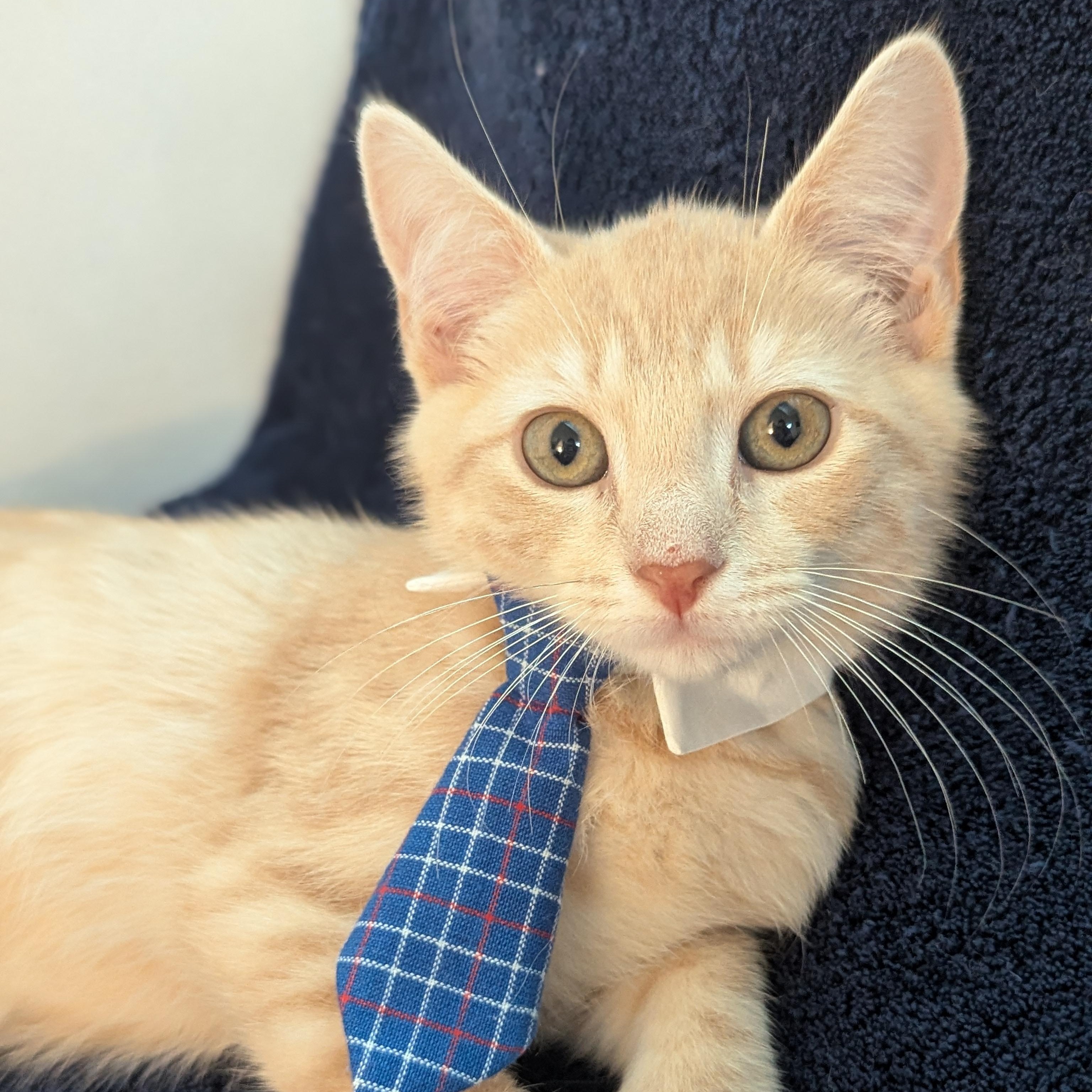 Enlarge Repete - Cream Male, a Adoptable Domestic Short Hair in Haddon Heights, NJ image 1/3