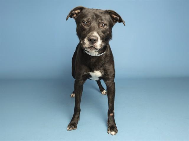 Enlarge PRINCE, a Adoptable mixed breed in Phoenix, AZ image 1/1