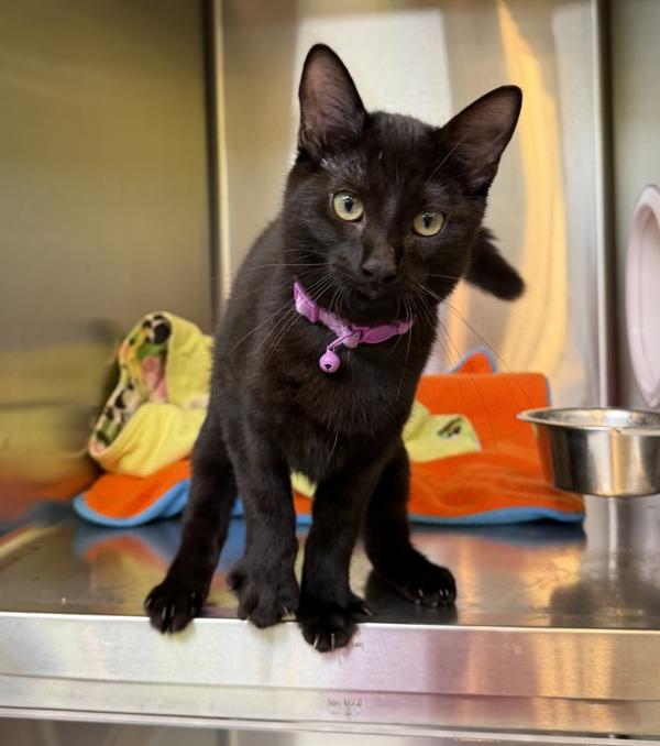 Morticia, Adopted, Kitten Female Domestic Short Hair.