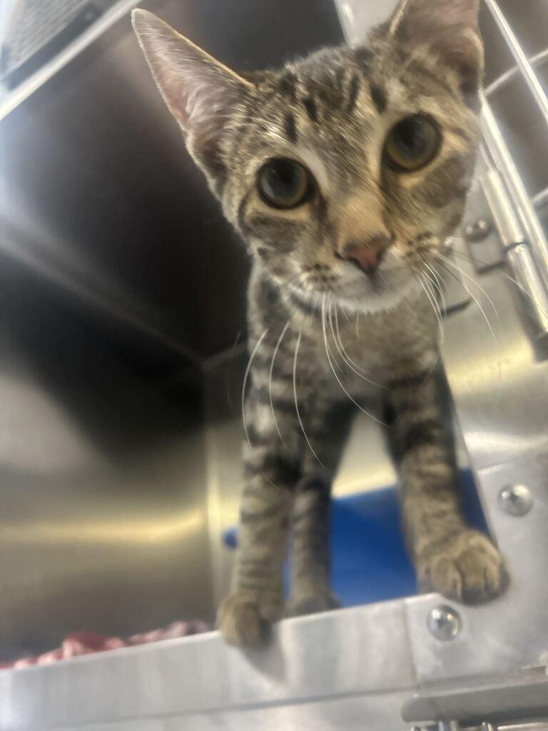CURRY, Adoptable, Kitten Male Domestic Short Hair.