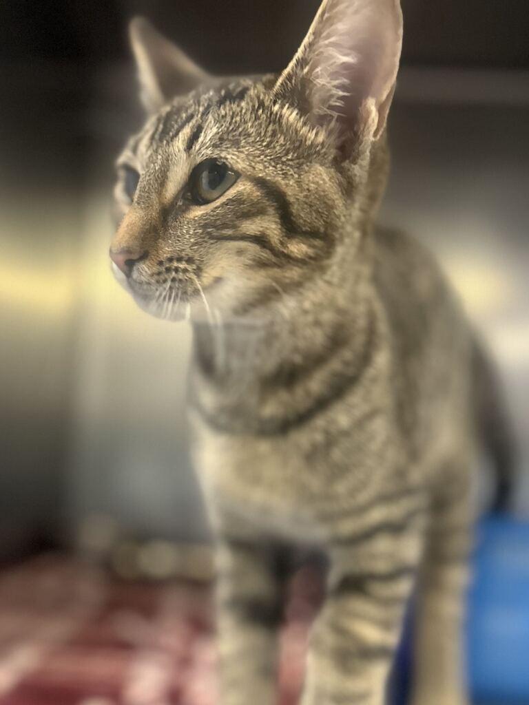 Enlarge CURRY, a Adoptable mixed breed in Athens, AL image 2/6