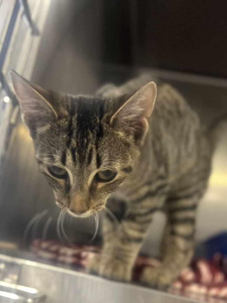 Enlarge CURRY, a Adoptable mixed breed in Athens, AL image 5/6
