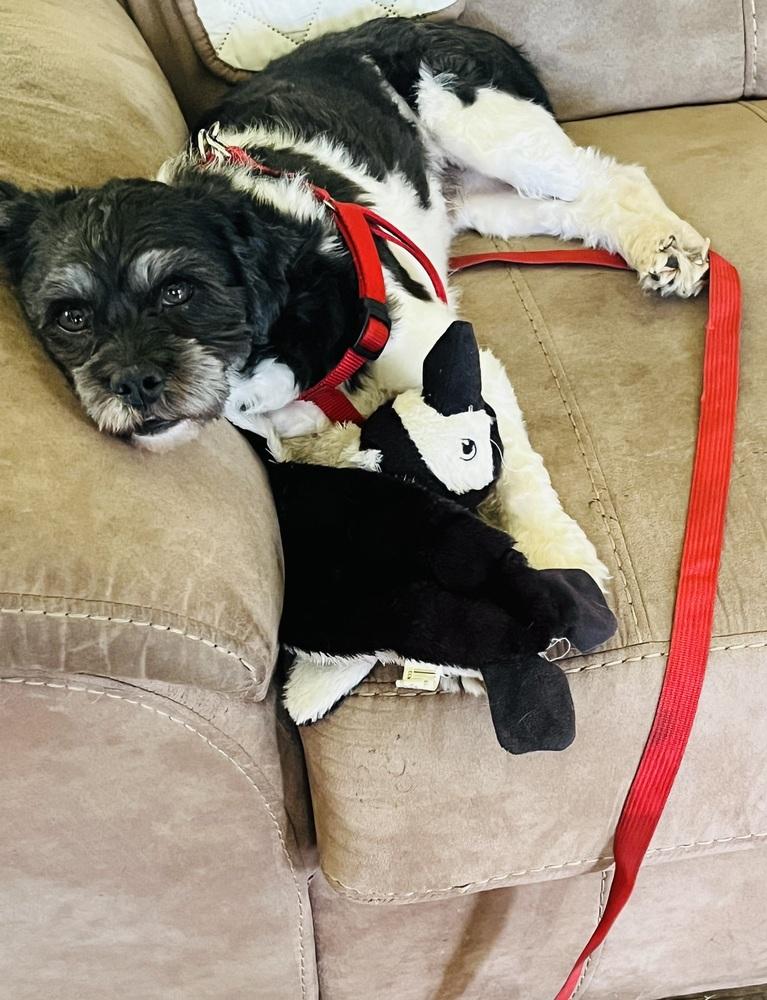 Enlarge Loki, a Adoptable mixed breed in Plymouth, MI image 1/2