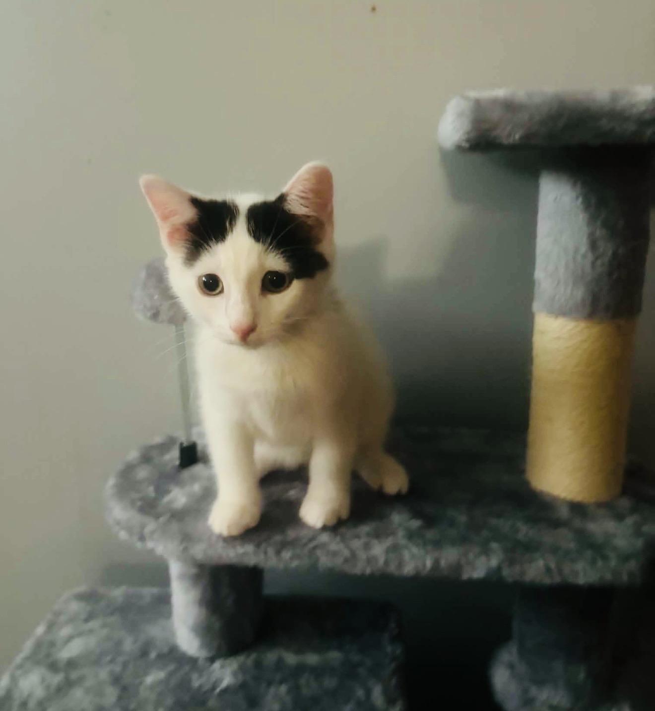 Enlarge Axel, a Adoptable Domestic Short Hair in Staten Island, NY image 5/5