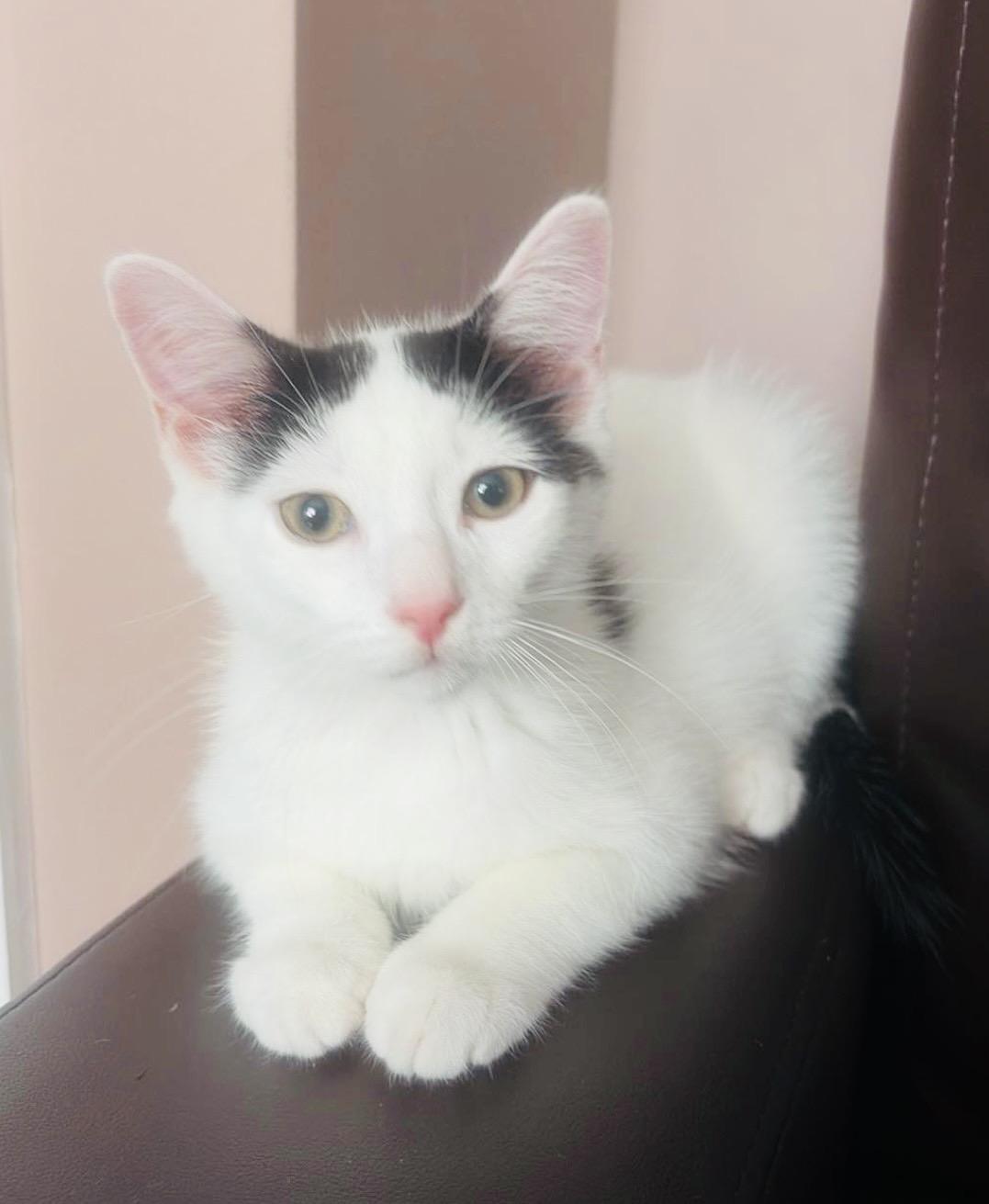 Enlarge Axel, a Adoptable Domestic Short Hair in Staten Island, NY image 4/5