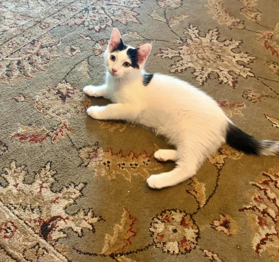 Axel, Adoptable, Kitten Male Domestic Short Hair.