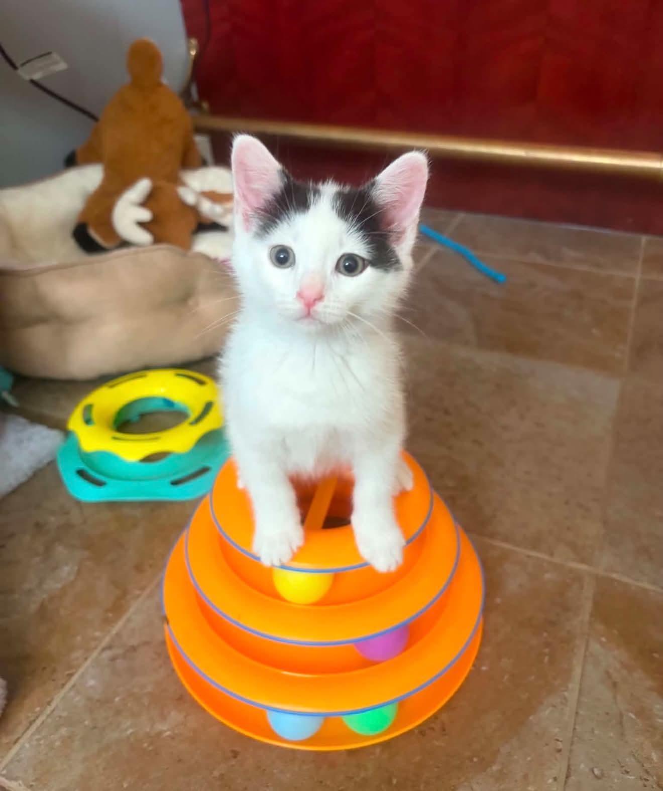 Enlarge Axel, a Adoptable Domestic Short Hair in Staten Island, NY image 3/5