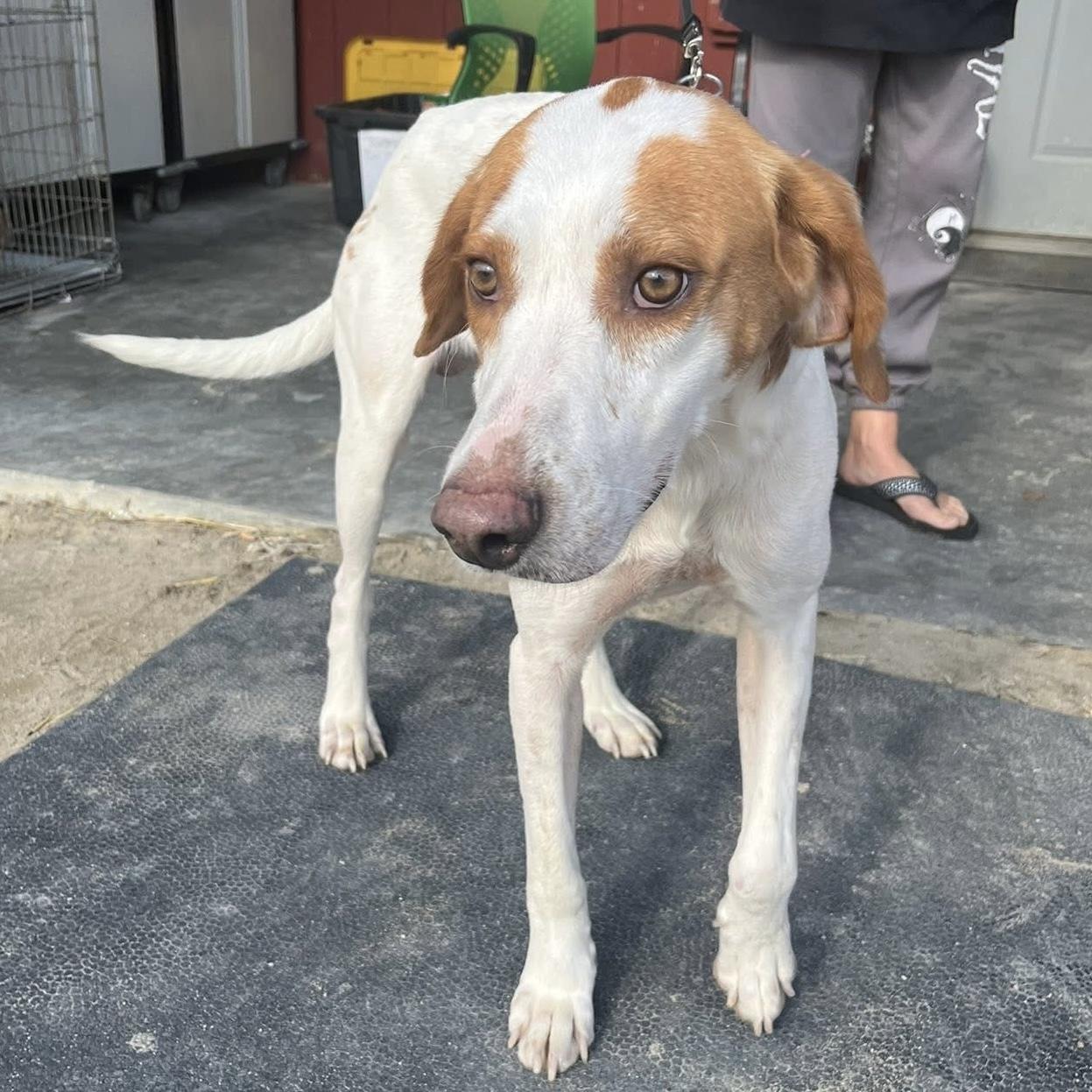 Woody — thumbnail 4