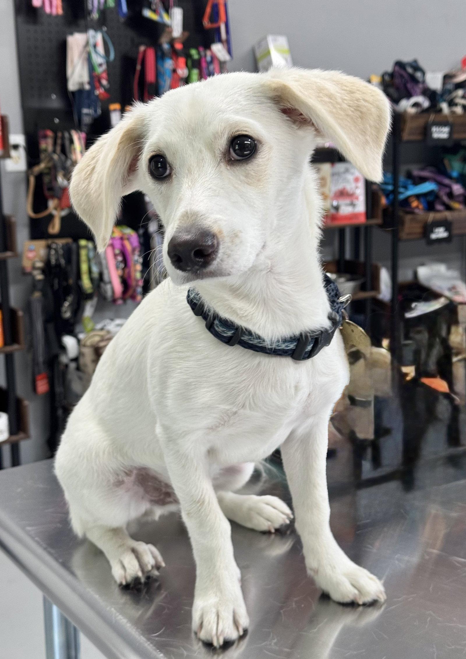 Enlarge Ed, a Adoptable Jack Russell Terrier in The Woodlands, TX image 1/1