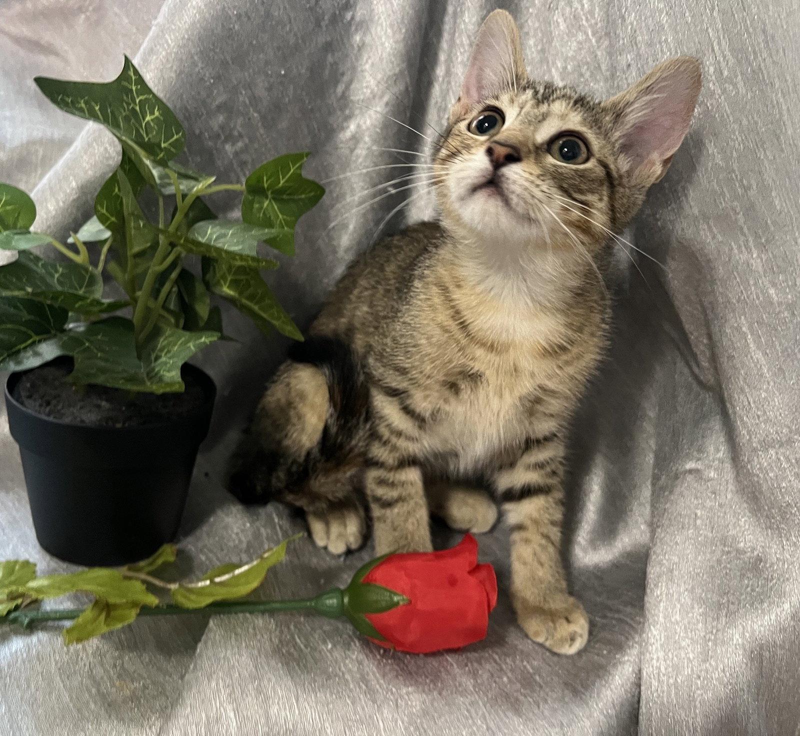 Quark, Adoptable, Kitten Female Tabby & Domestic Short Hair.