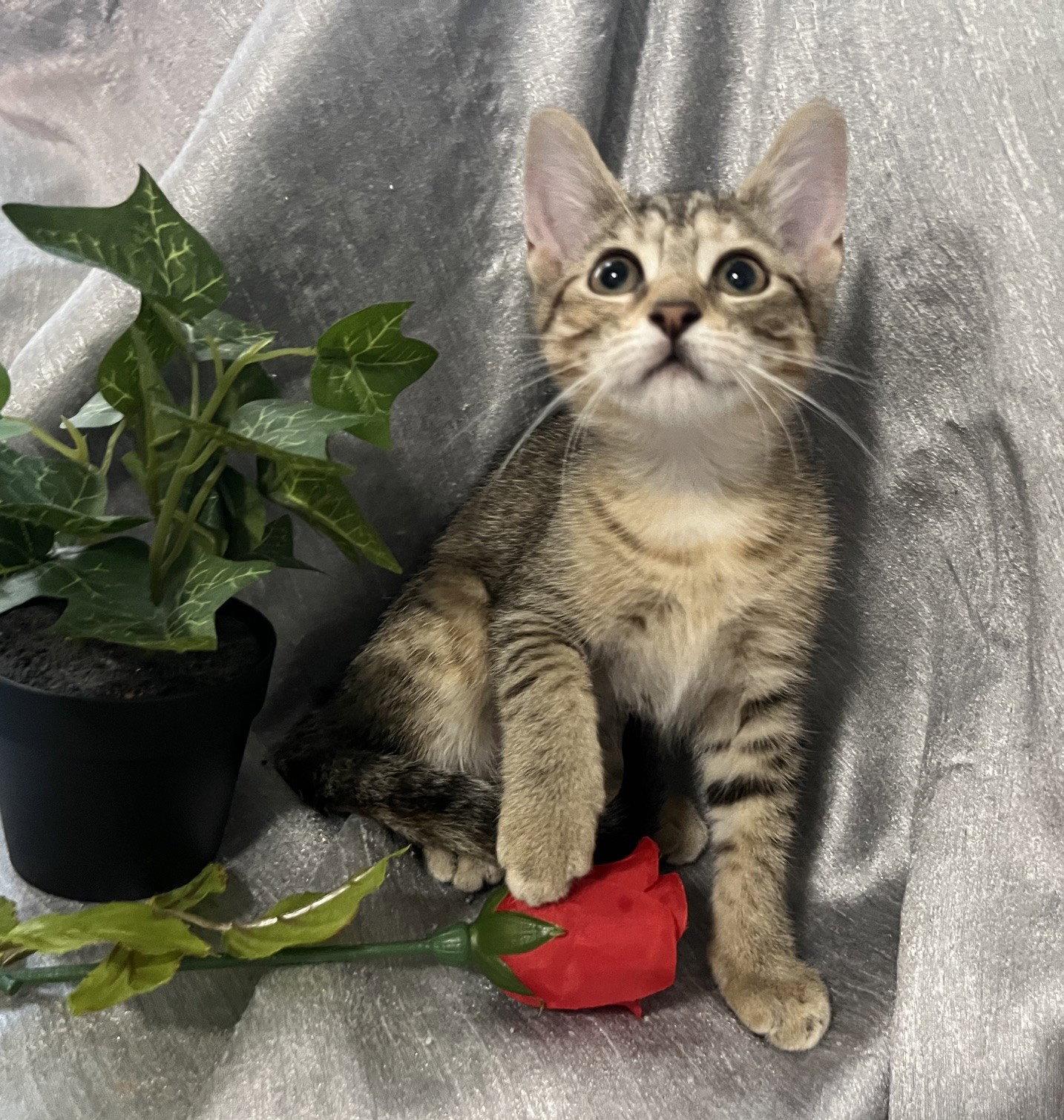 Enlarge Quark, a Adoptable mixed breed in Fayetteville, GA image 2/3