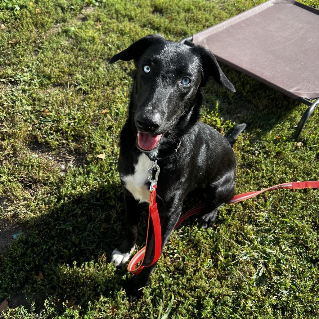 Maximus, Adoptable, Young Male Border Collie & Husky.
