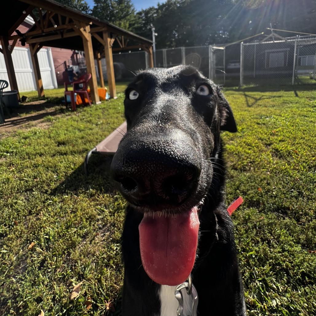 Enlarge Maximus, a Adoptable mixed breed in Concord, NH image 2/4