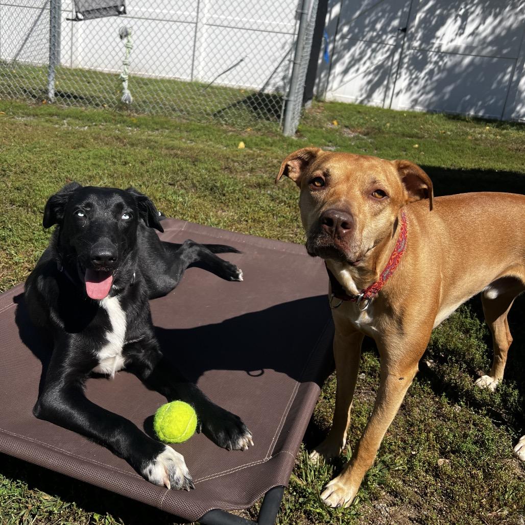 Enlarge Maximus, a Adoptable mixed breed in Concord, NH image 4/4