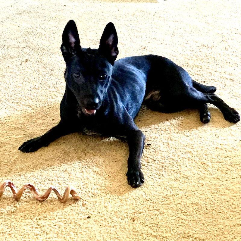 Mosey, a Adoptable mixed breed in San Juan Capistrano, CA image 1/3