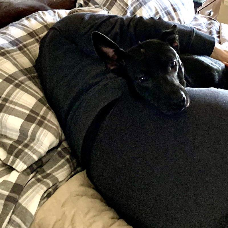 Mosey, a Adoptable mixed breed in San Juan Capistrano, CA image 2/3