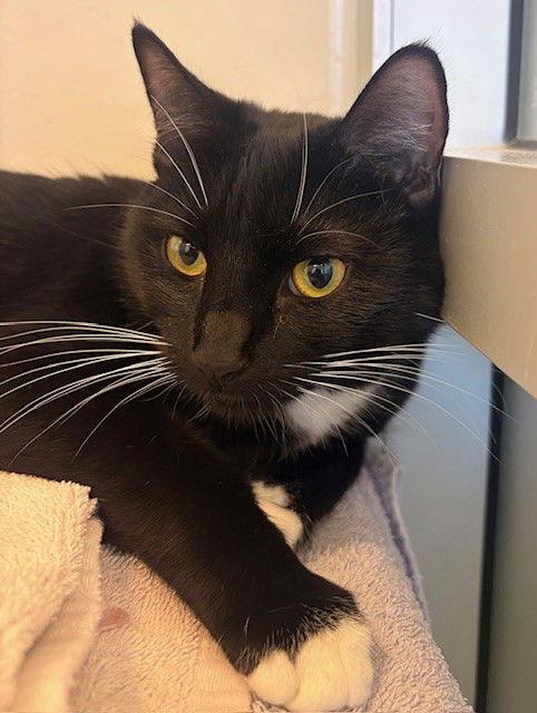 Enlarge Raven, a Adopted Domestic Short Hair in Burlingame, CA image 1/1