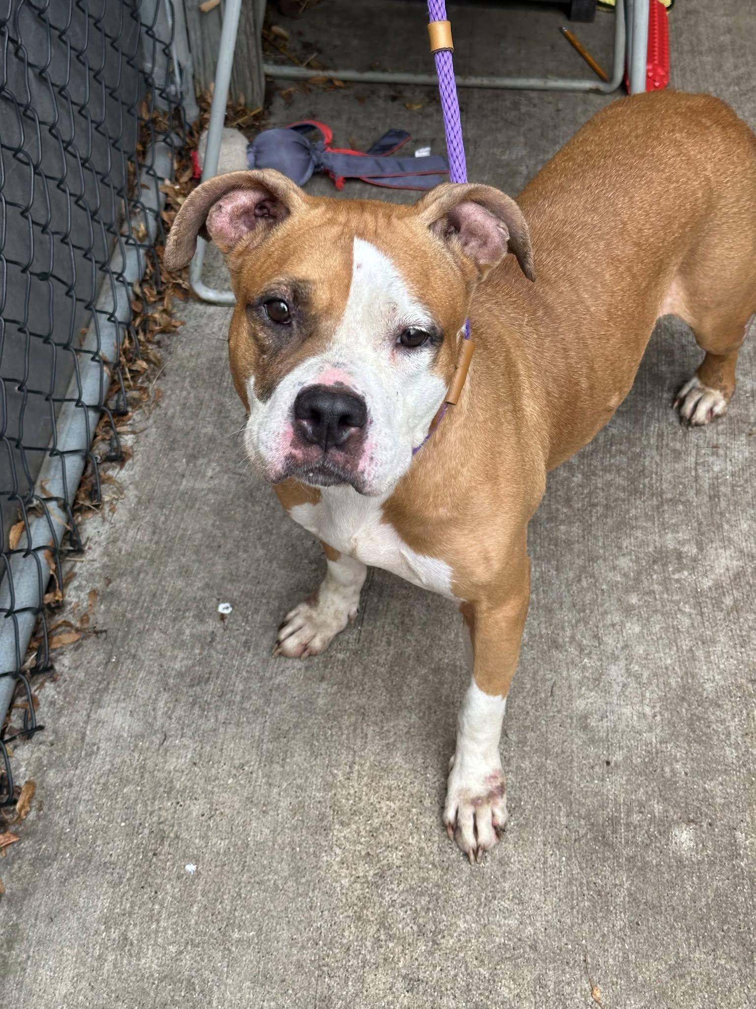 Shireen, a Adoptable Pit Bull Terrier in Crete, IL image 1/3