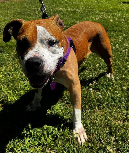 Shireen, a Adoptable Pit Bull Terrier in Crete, IL image 2/3