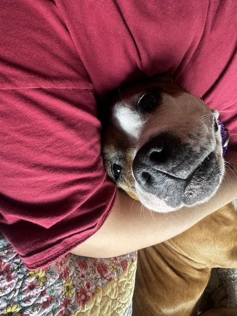 Shireen, a Adoptable Pit Bull Terrier in Crete, IL image 3/3