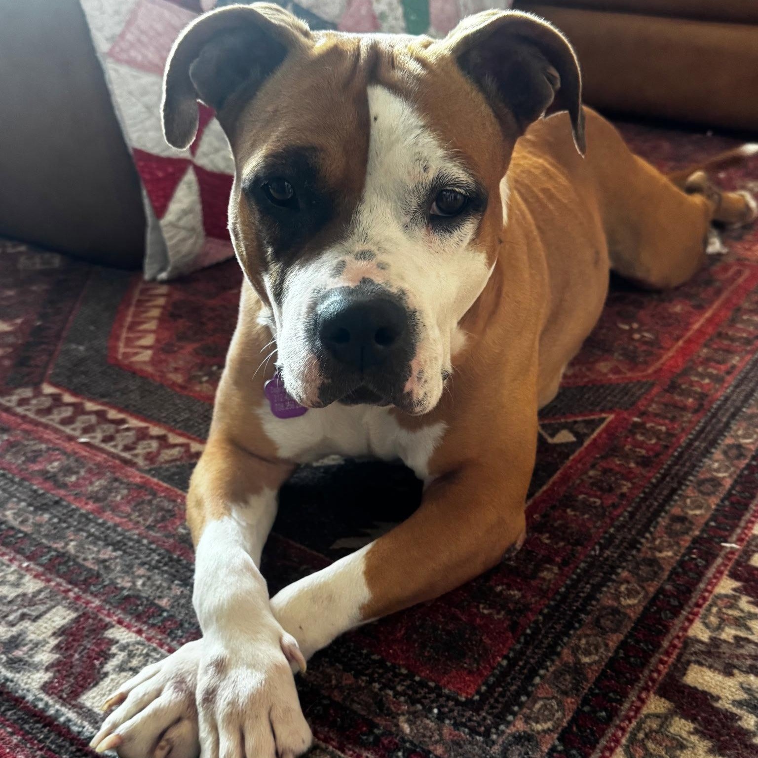 Enlarge Shireen, a Adoptable Pit Bull Terrier in Crete, IL image 3/3