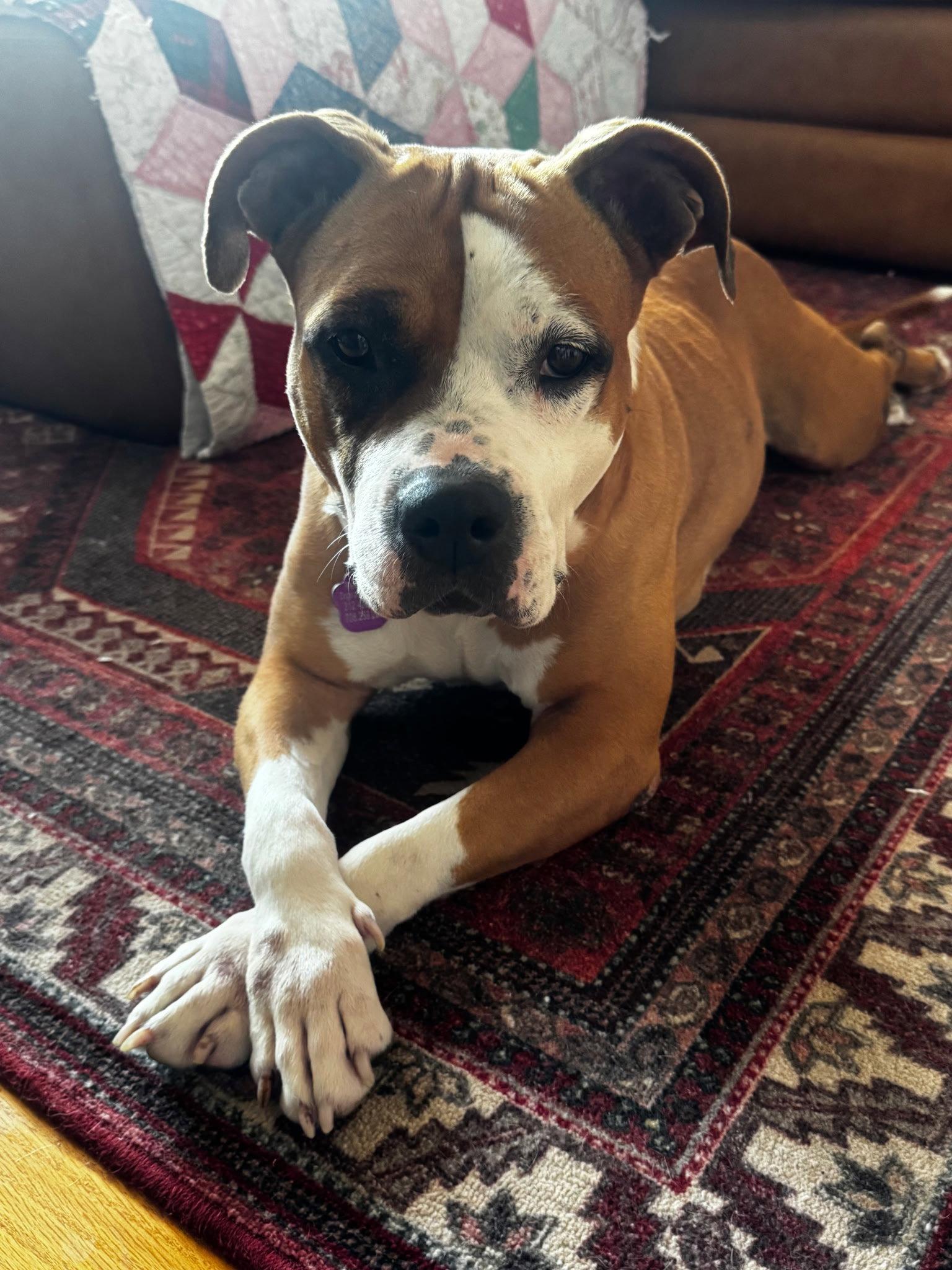 Shireen, a Adoptable Pit Bull Terrier in Crete, IL image 3/3