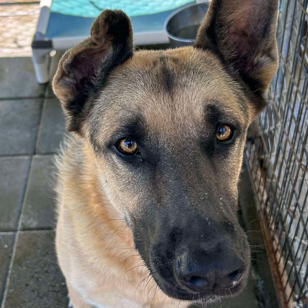 Lambeau, a Adoptable German Shepherd Dog in Bartlett, TN image 1/6