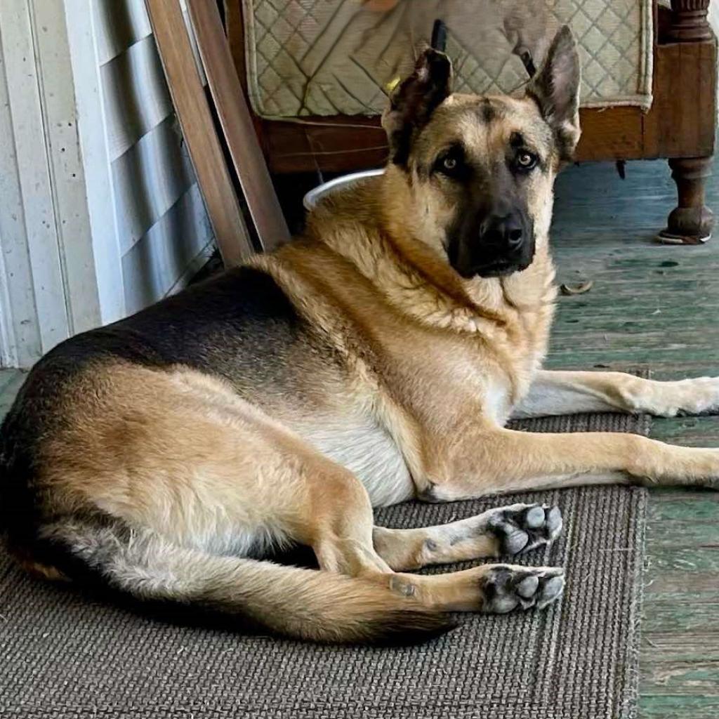 Lambeau, Adoptable, Adult Male German Shepherd Dog.