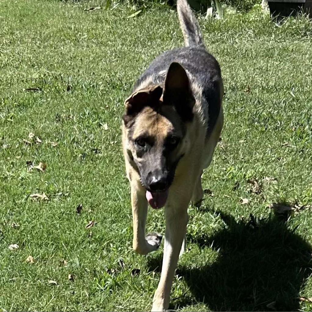 Enlarge Lambeau, a Adoptable German Shepherd Dog in Bartlett, TN image 2/6