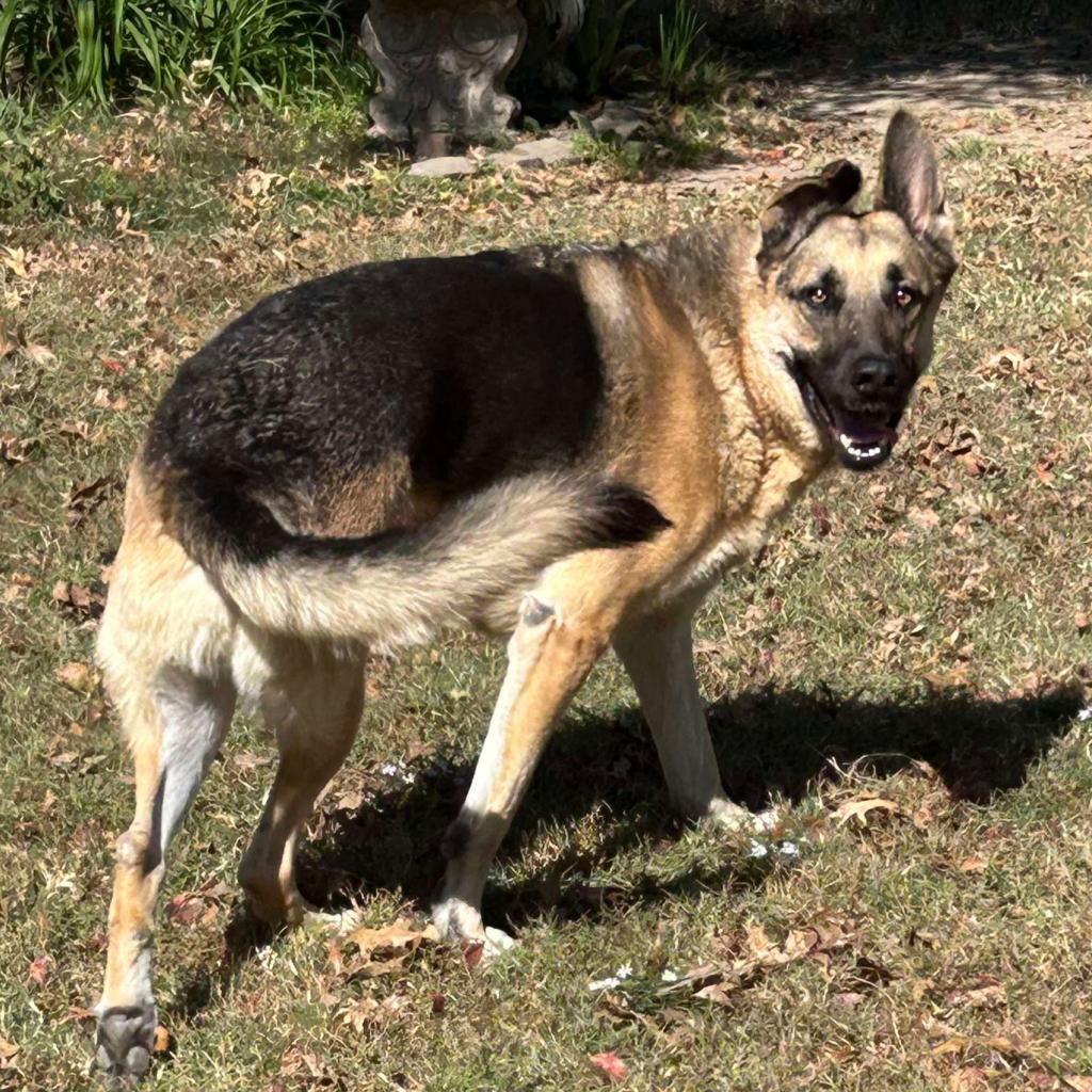 Enlarge Lambeau, a Adoptable German Shepherd Dog in Bartlett, TN image 3/6