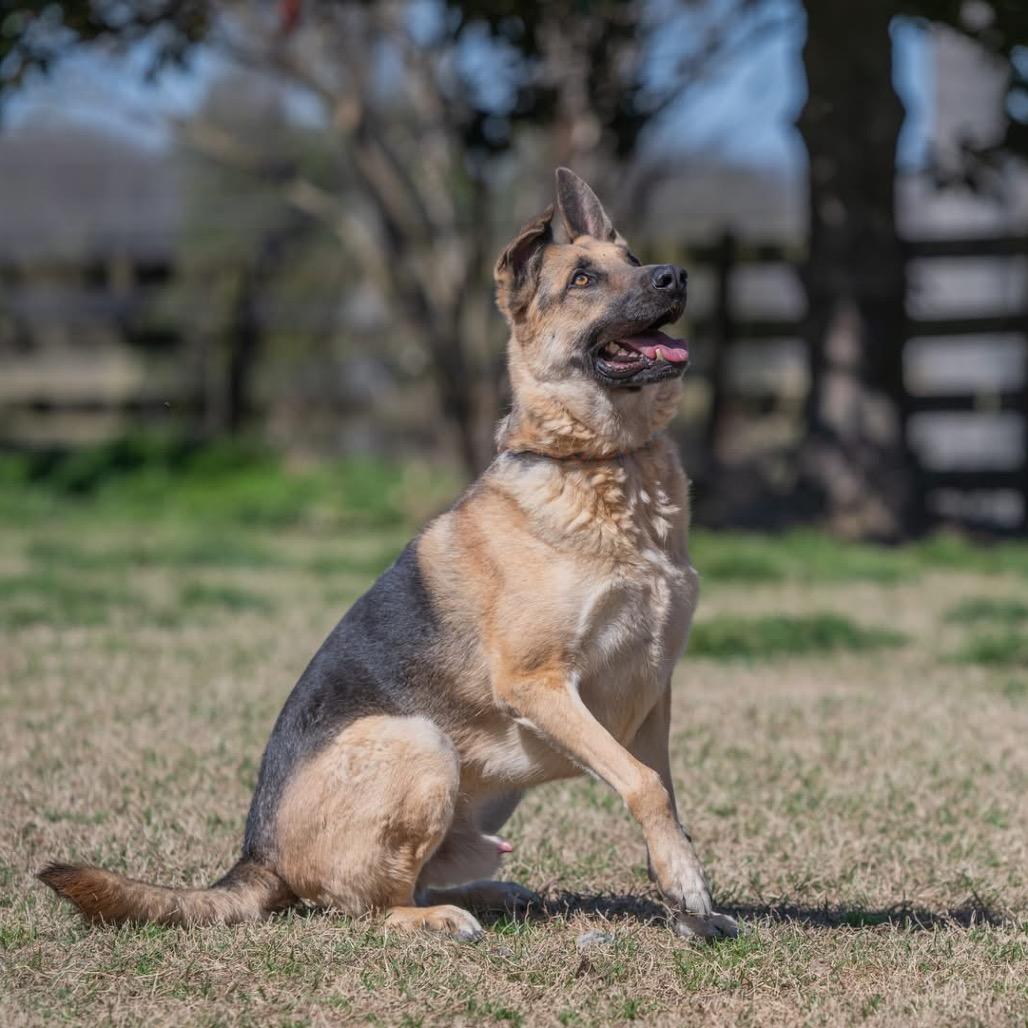 Enlarge Lambeau, a Adoptable German Shepherd Dog in Bartlett, TN image 4/6