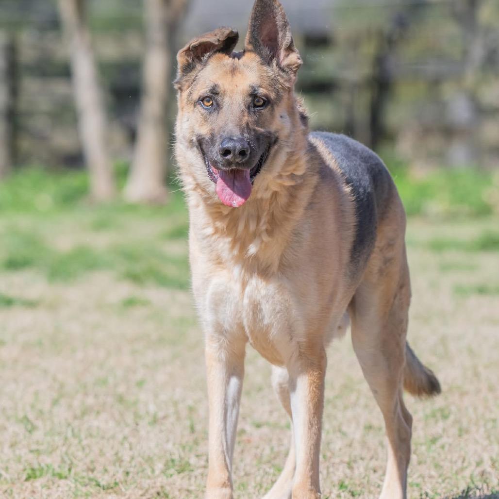 Lambeau, a Adoptable German Shepherd Dog in Bartlett, TN image 3/5