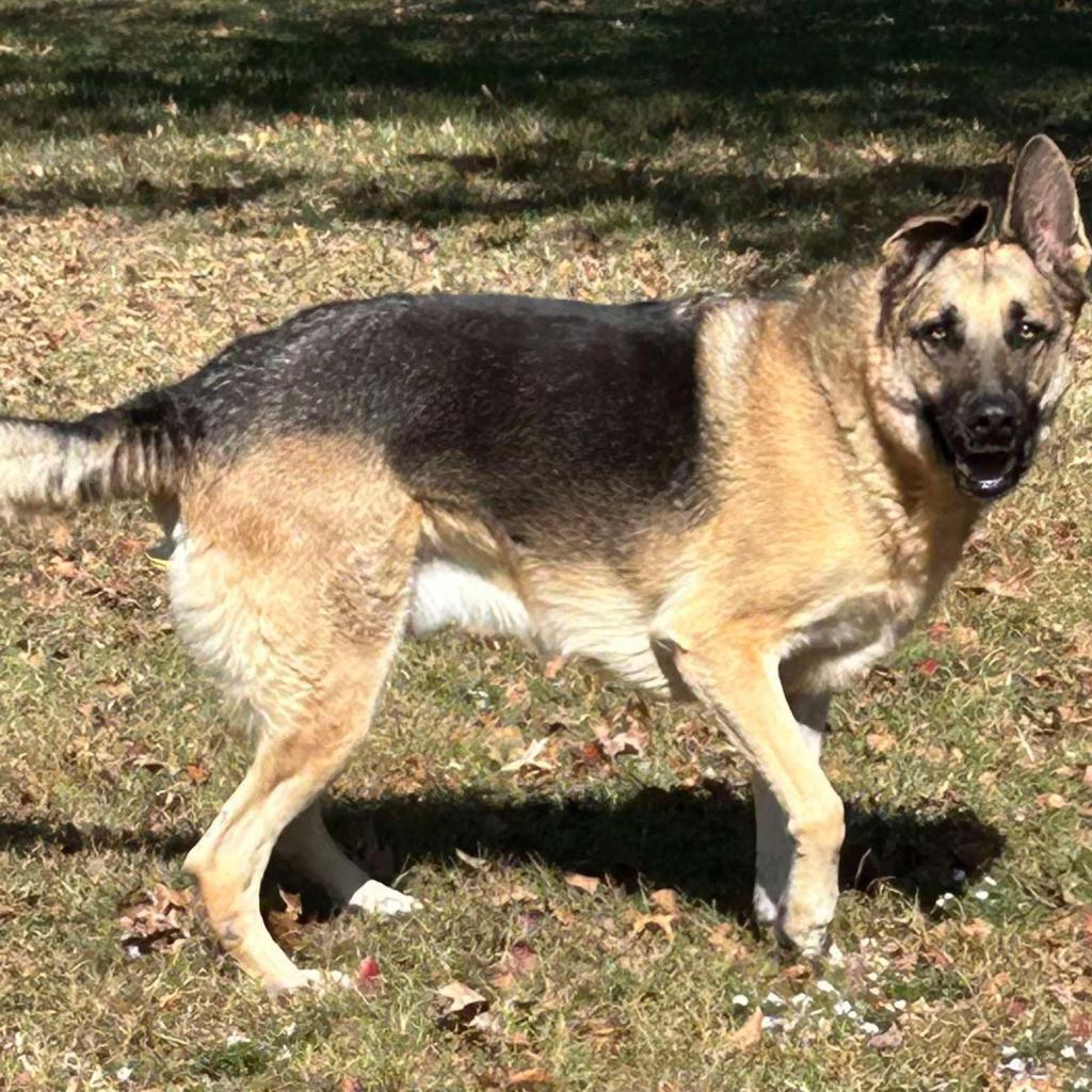 Enlarge Lambeau, a Adoptable German Shepherd Dog in Bartlett, TN image 5/6