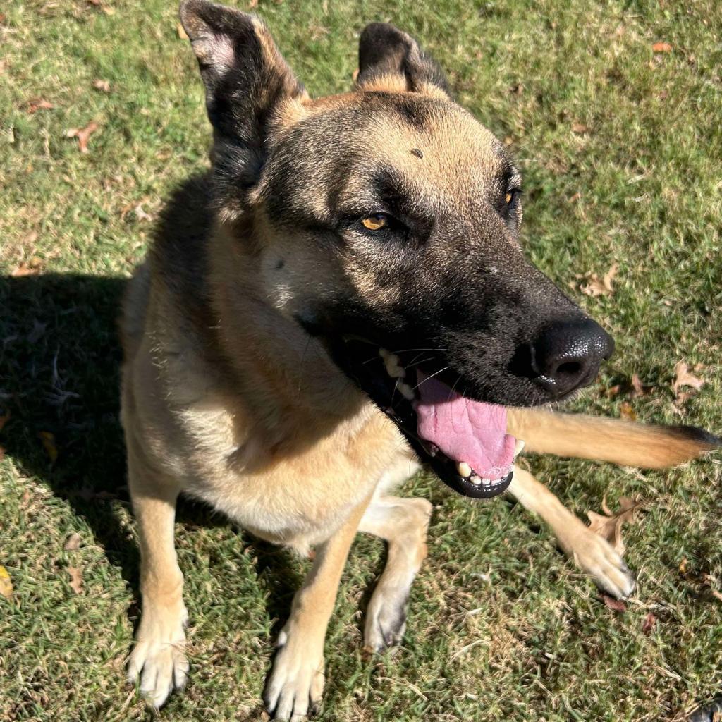 Enlarge Lambeau, a Adoptable German Shepherd Dog in Bartlett, TN image 6/6
