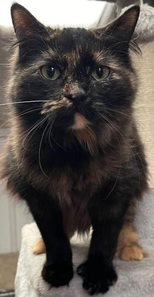 Kesha, adopted, Young Female Tortoiseshell.