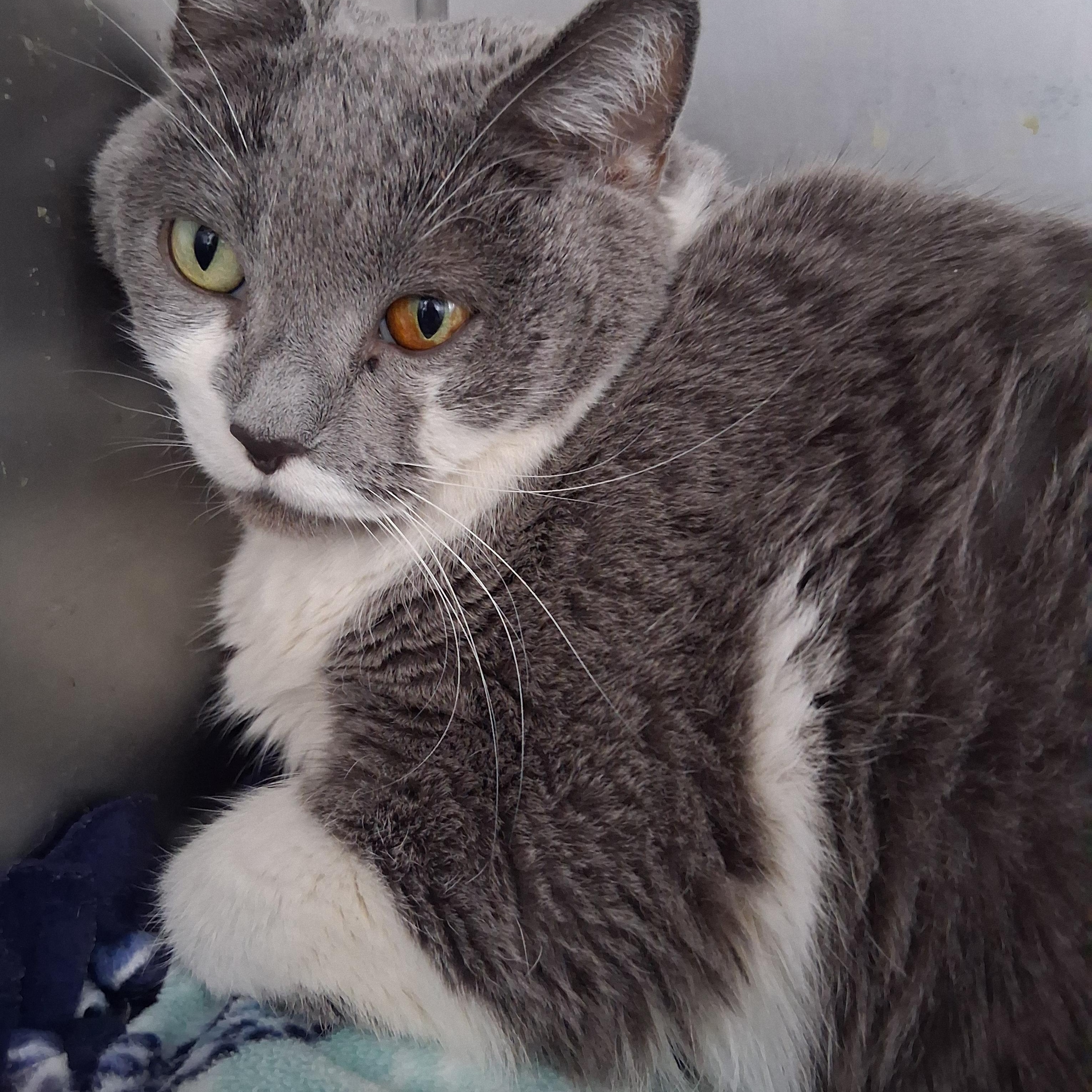 Igloo, ADOPTABLE, Adult Female Domestic Short Hair.
