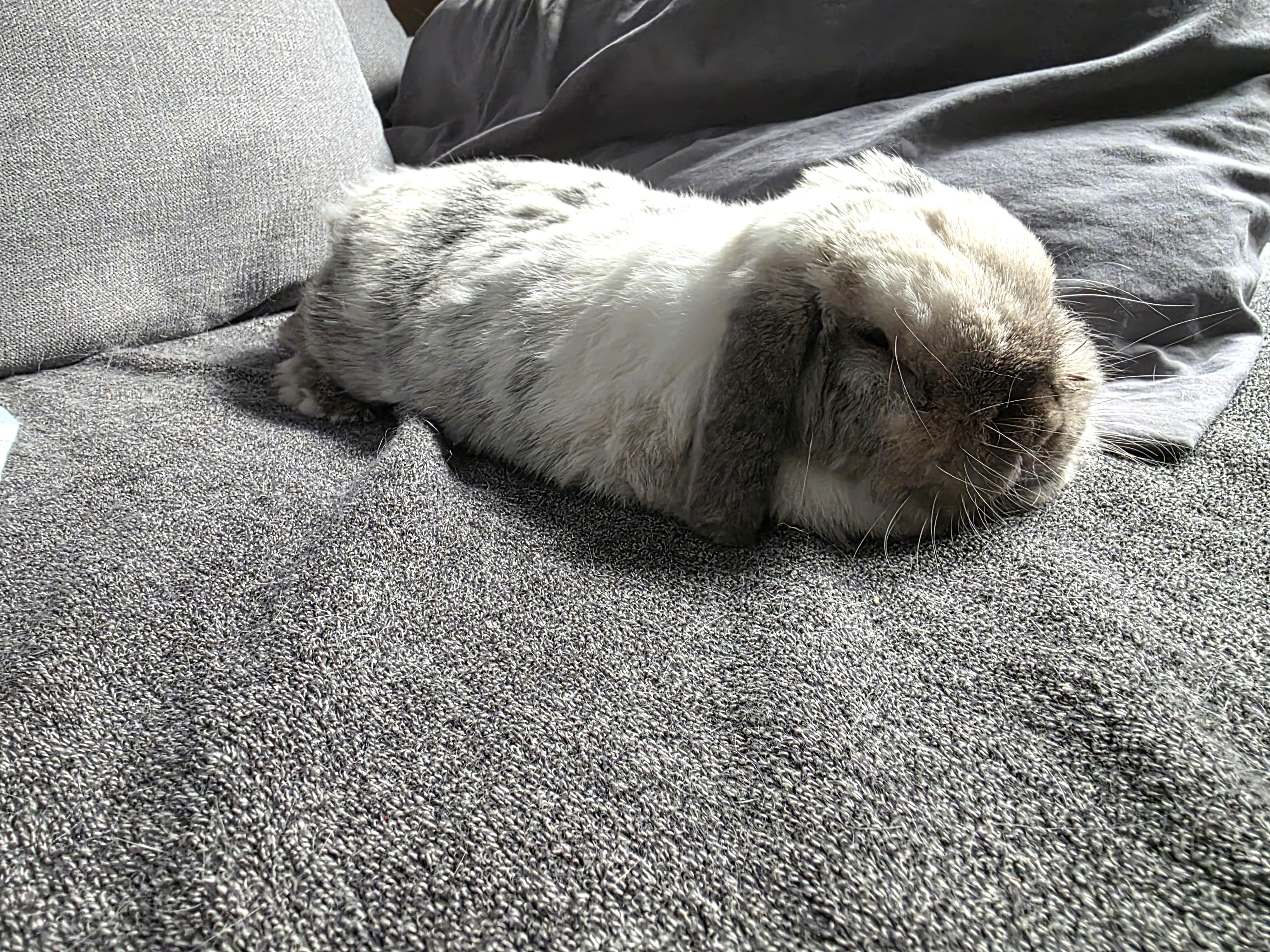 Enlarge Moonshine, a Adoptable Holland Lop in Everett, ON image 2/6