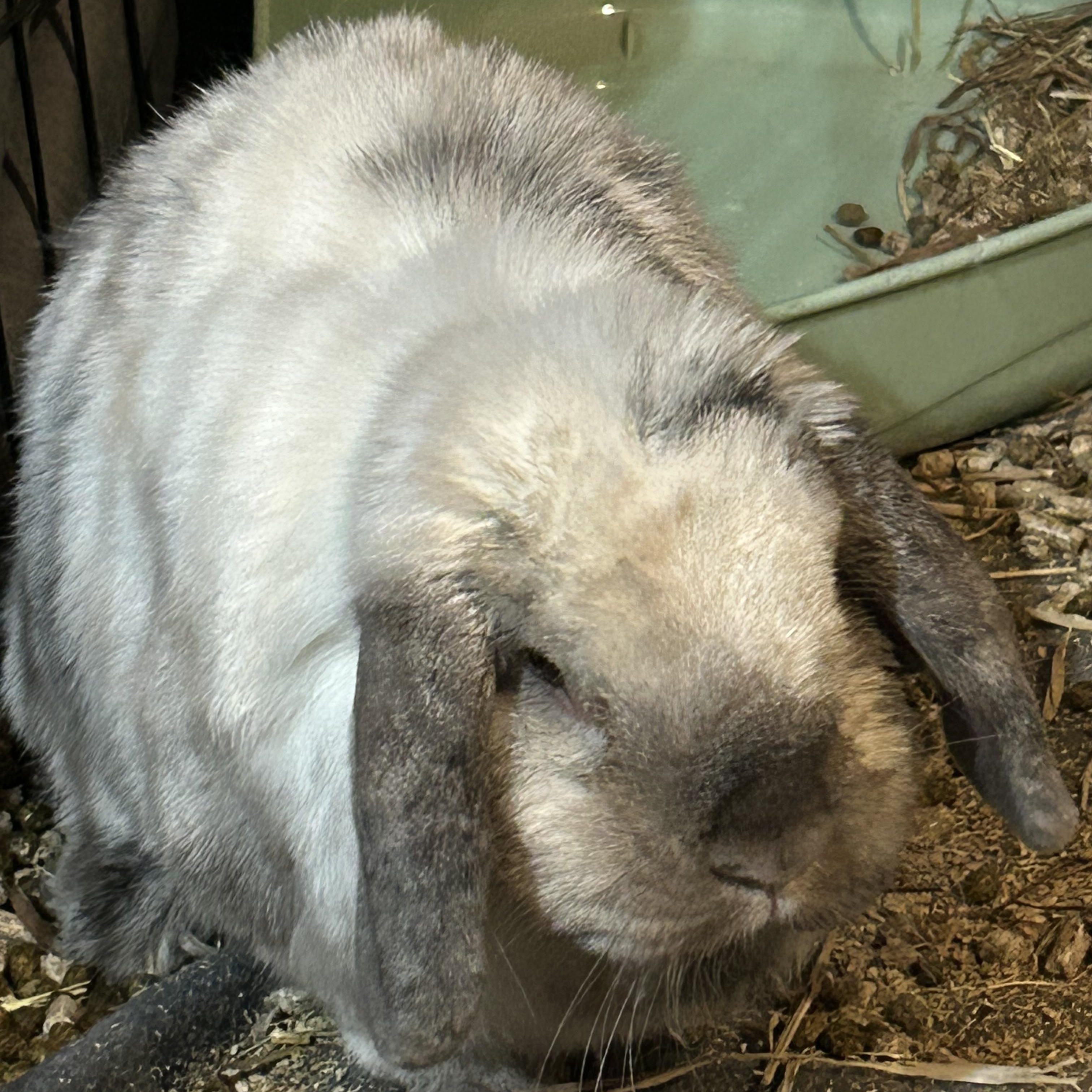 Enlarge Moonshine, a Adoptable Holland Lop in Everett, ON image 6/6
