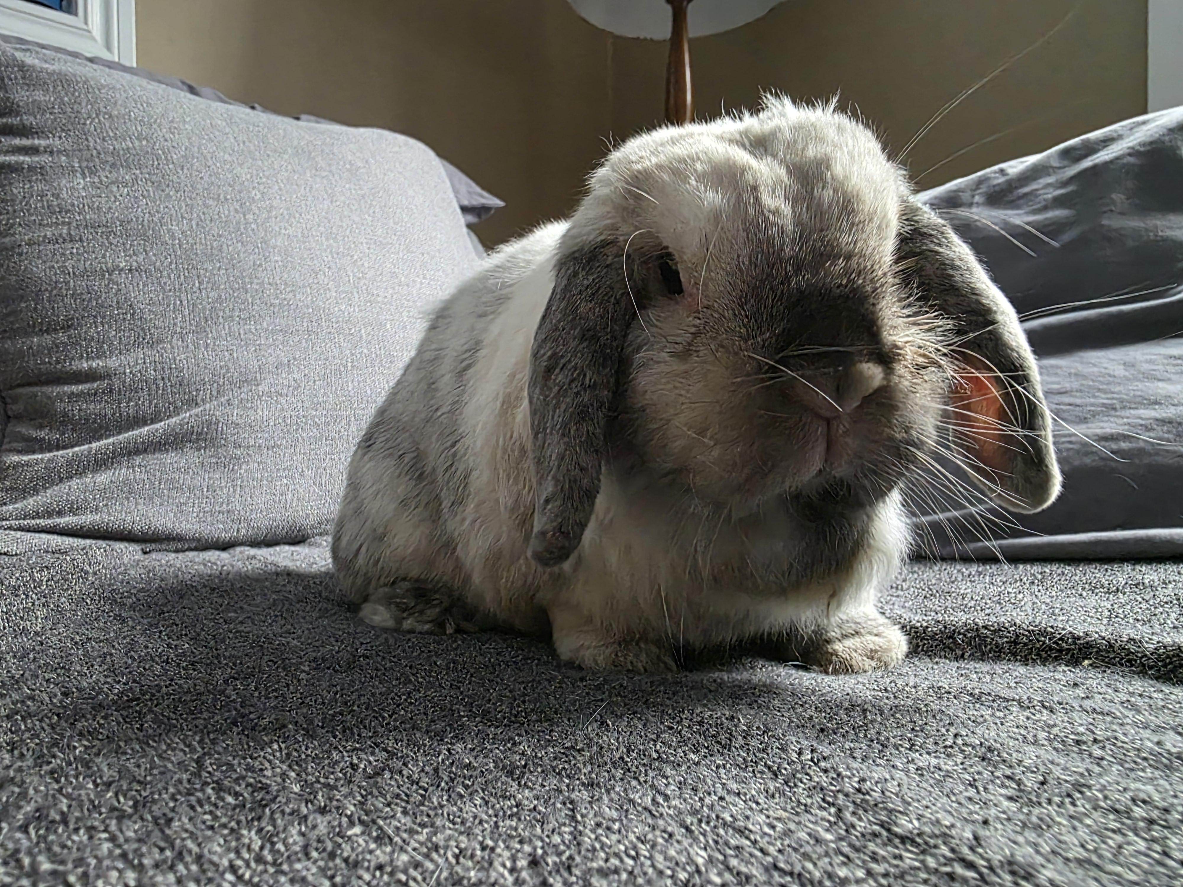 Moonshine, Adoptable, Adult Female Holland Lop.