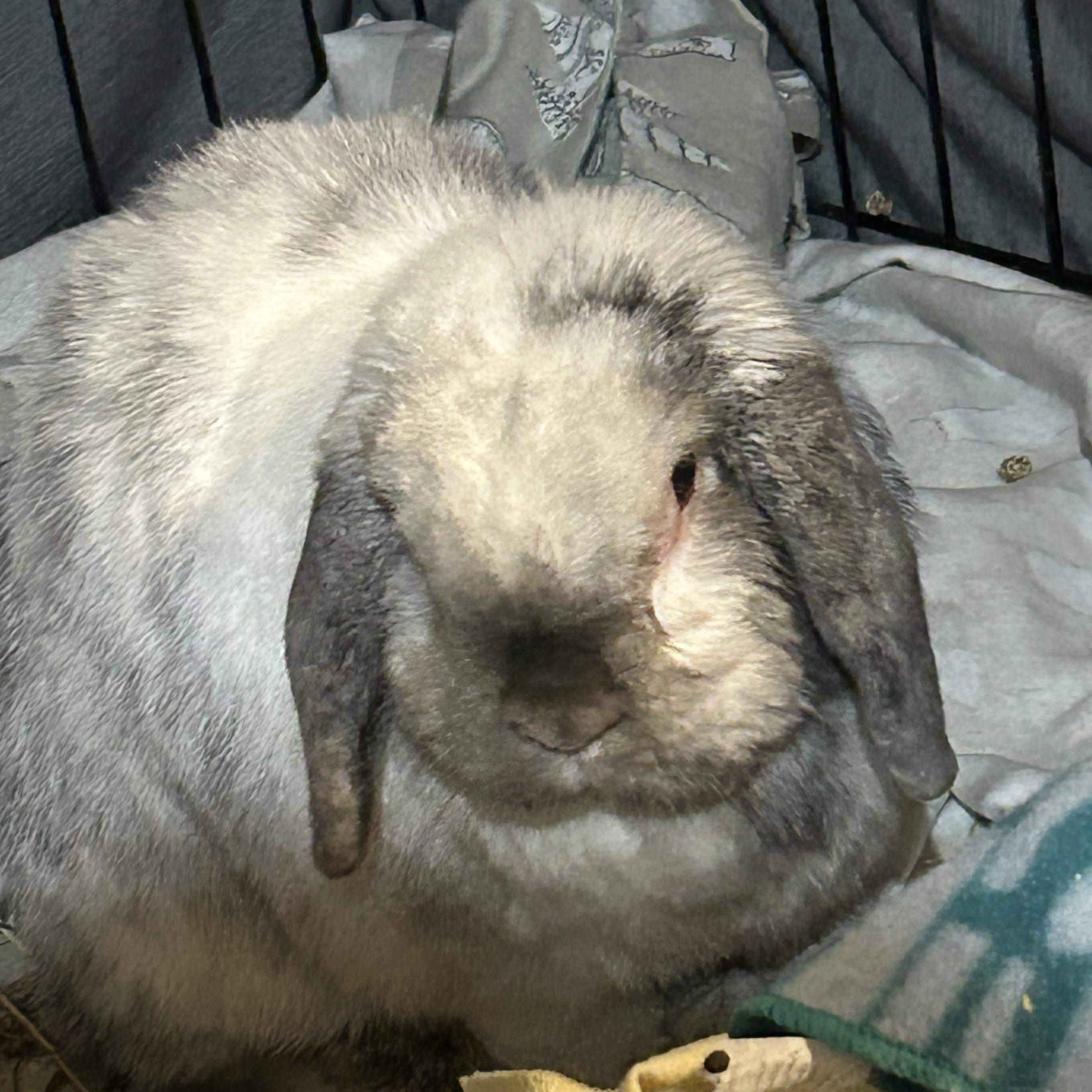 Enlarge Moonshine, a Adoptable Holland Lop in Everett, ON image 5/6