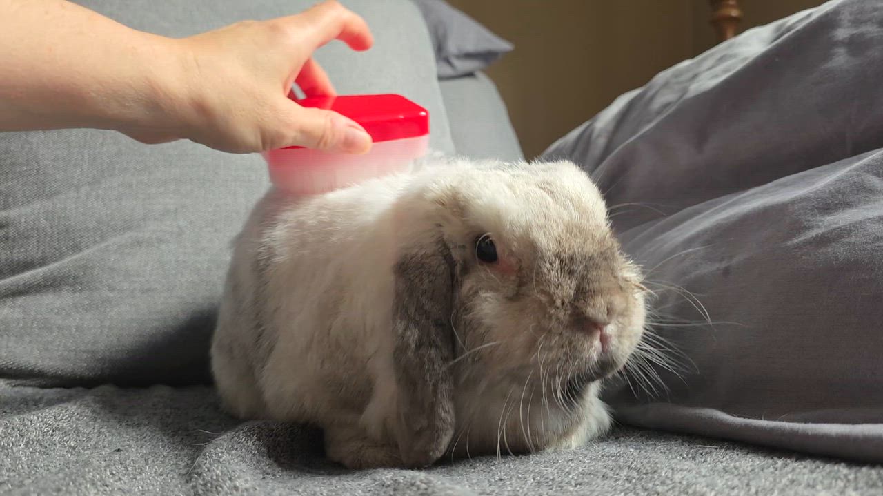 Enlarge Moonshine, a Adoptable Holland Lop in Everett, ON video 3/6