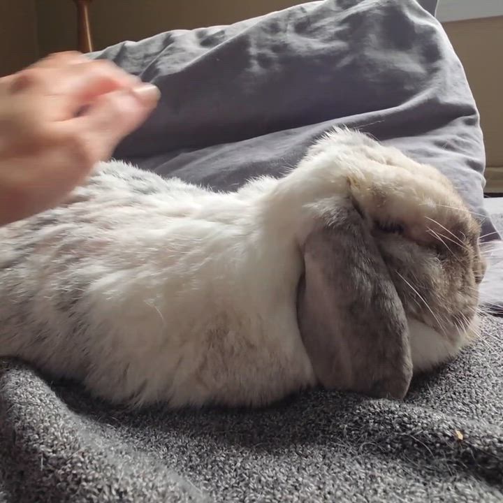 Enlarge Moonshine, a Adoptable Holland Lop in Everett, ON video 4/6