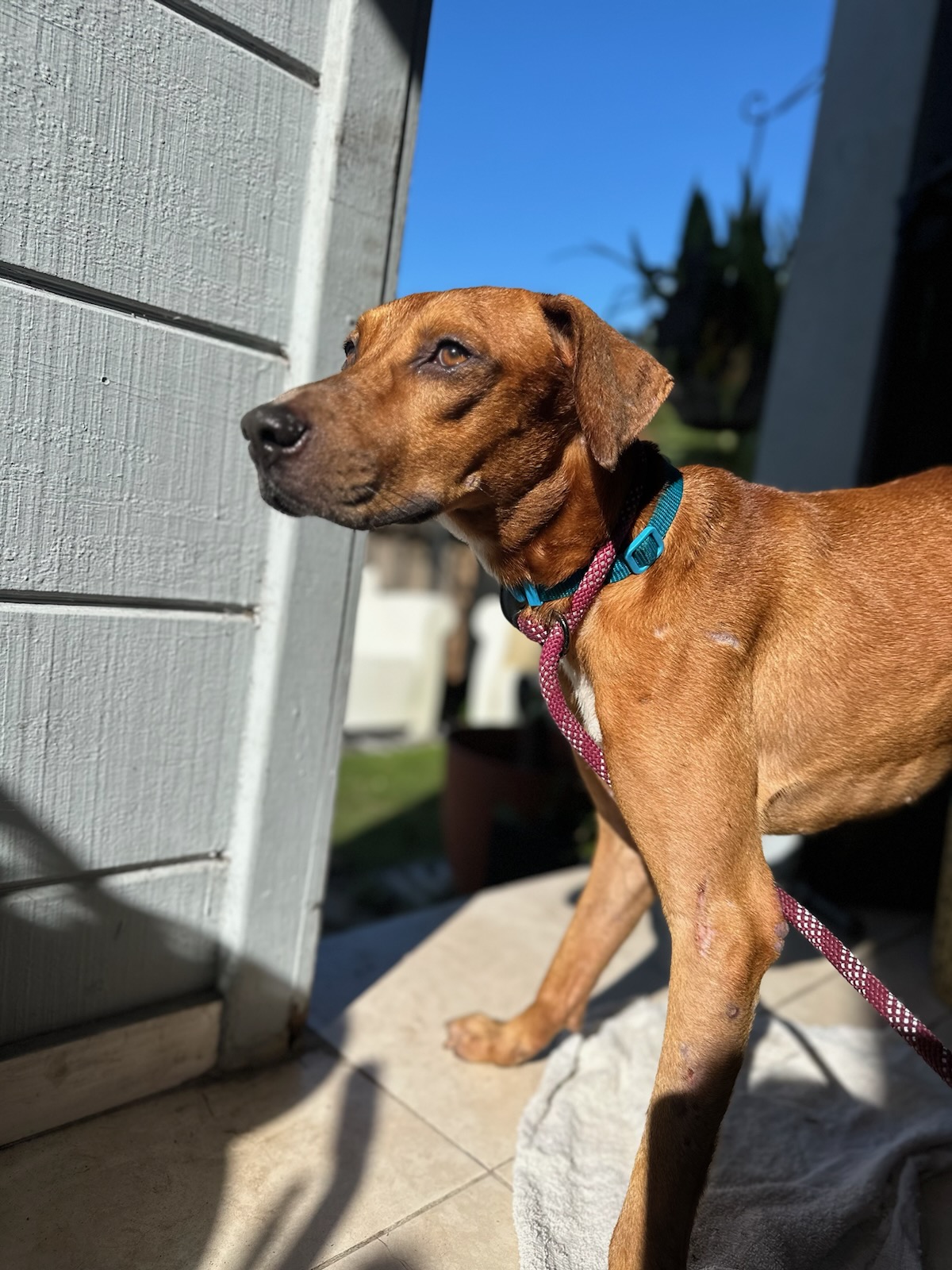 Enlarge Hex, a Adoptable mixed breed in Loxahatchee, FL image 1/1