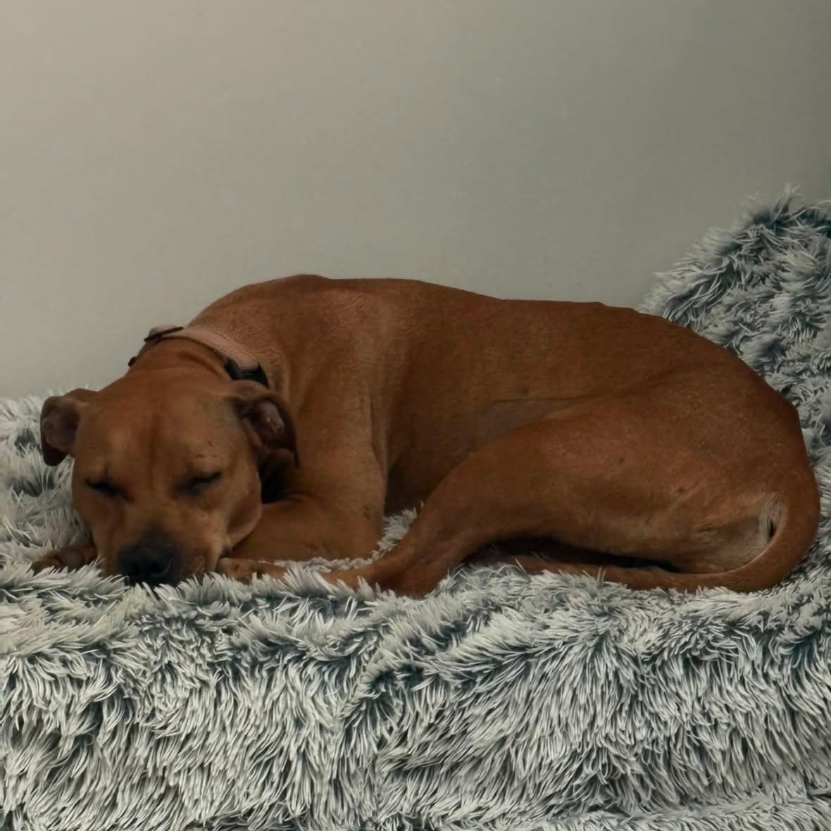 Enlarge Blossom, a ADOPTABLE American Bully in Charlotte, NC image 3/5