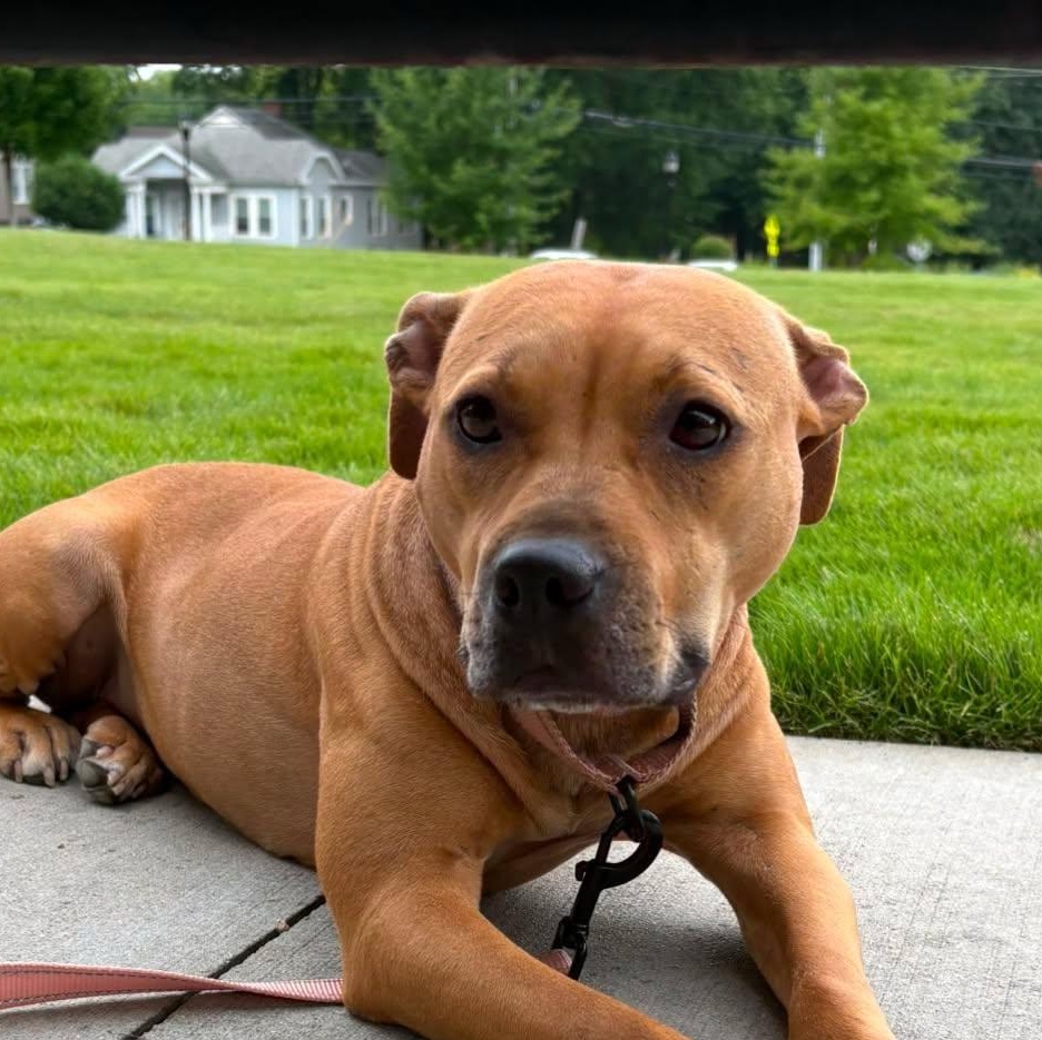 Enlarge Blossom, a ADOPTABLE American Bully in Charlotte, NC image 2/5