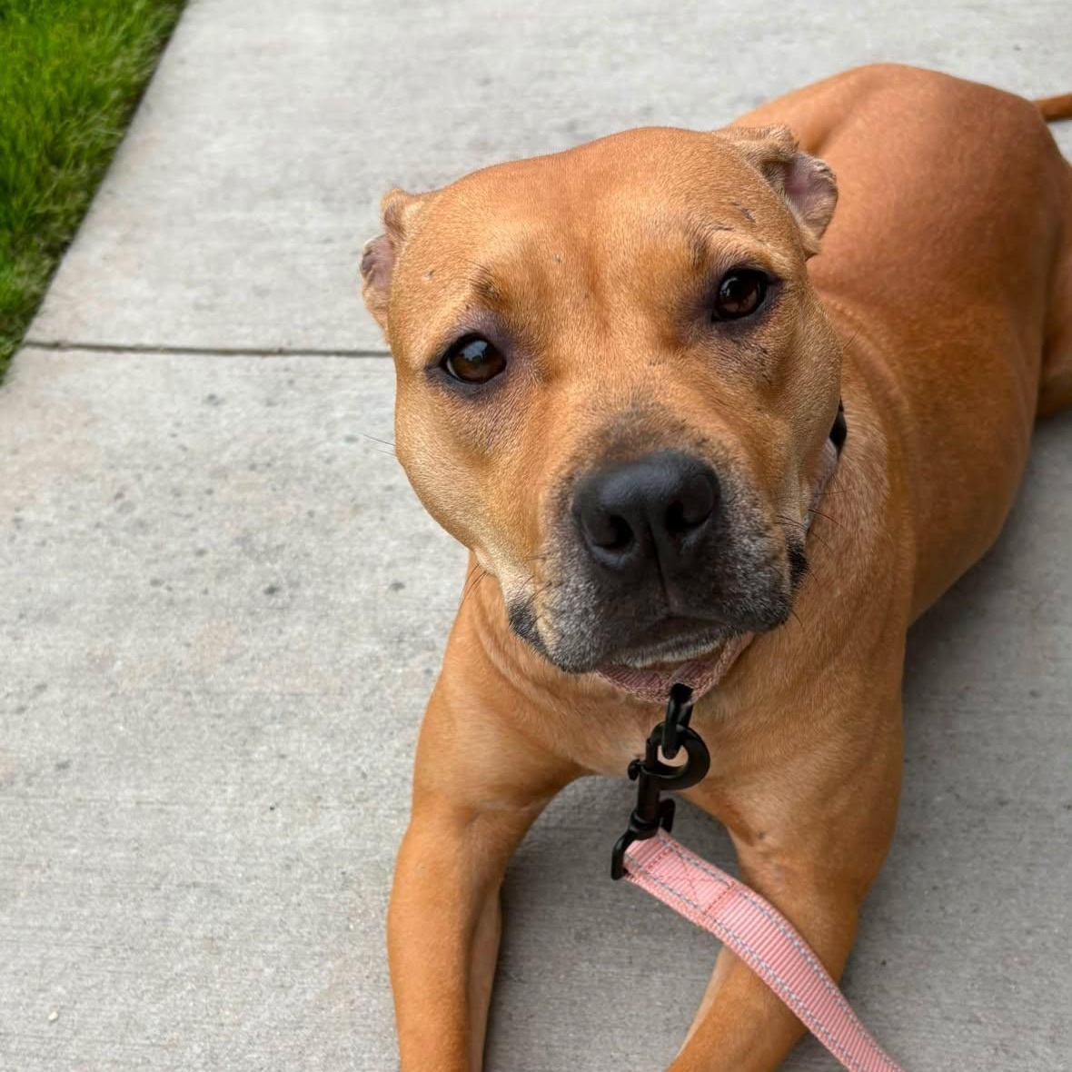 Blossom, ADOPTABLE, Young Female American Bully.